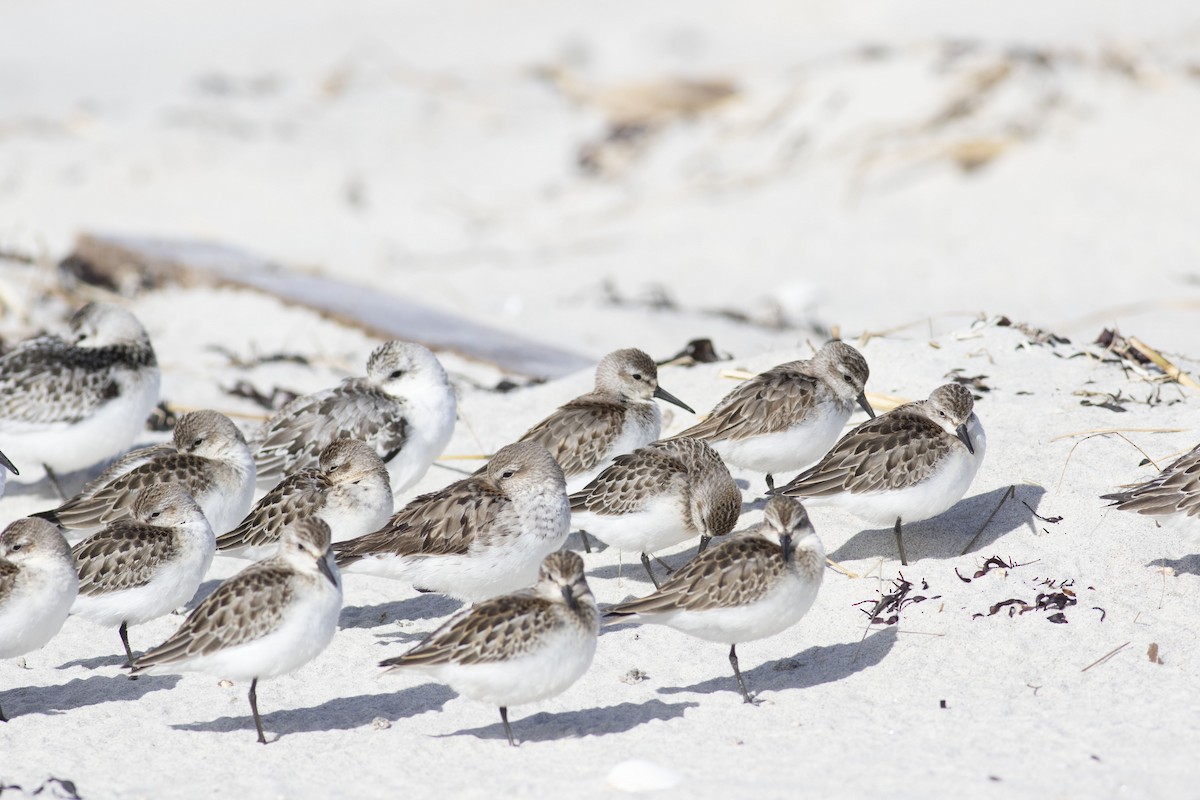 Western Sandpiper - ML115982831