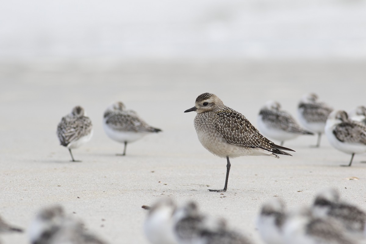 American Golden-Plover - ML115982851