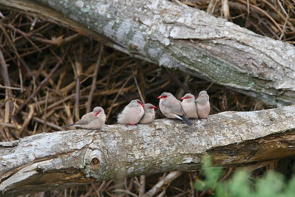 Black-rumped Waxbill - ML115983981