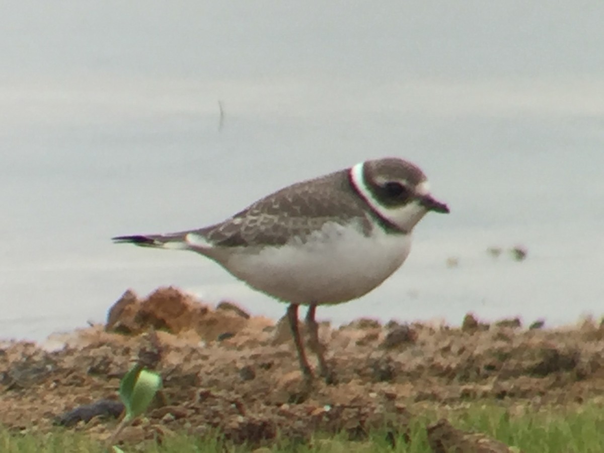 Semipalmated Plover - ML115984181