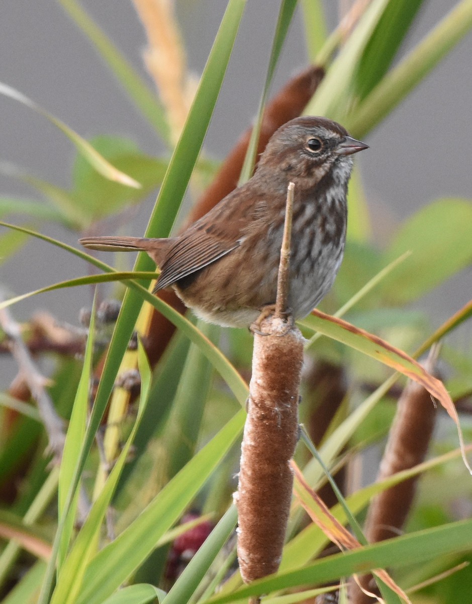 Song Sparrow - ML115984981