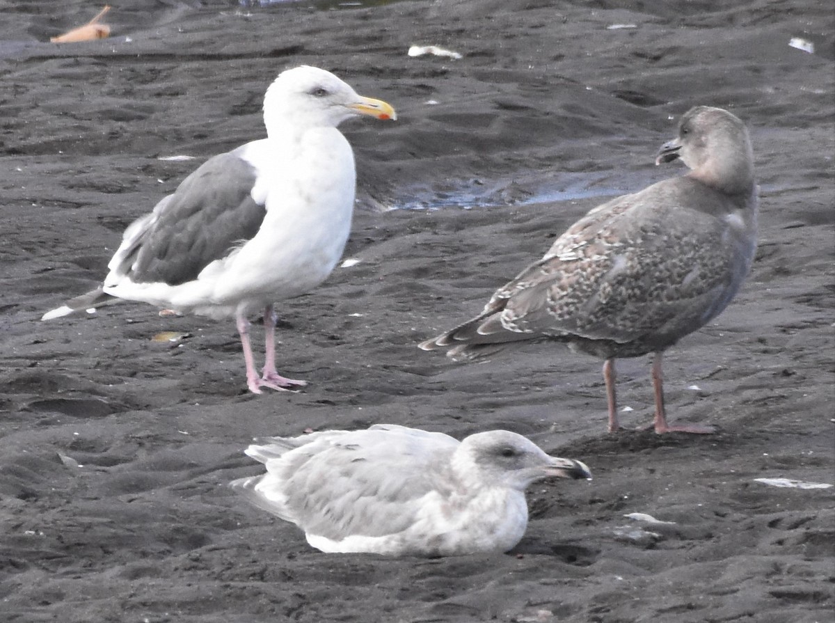 Slaty-backed Gull - ML115985231