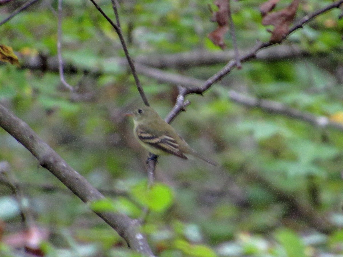 Yellow-bellied Flycatcher - Tory Pegg