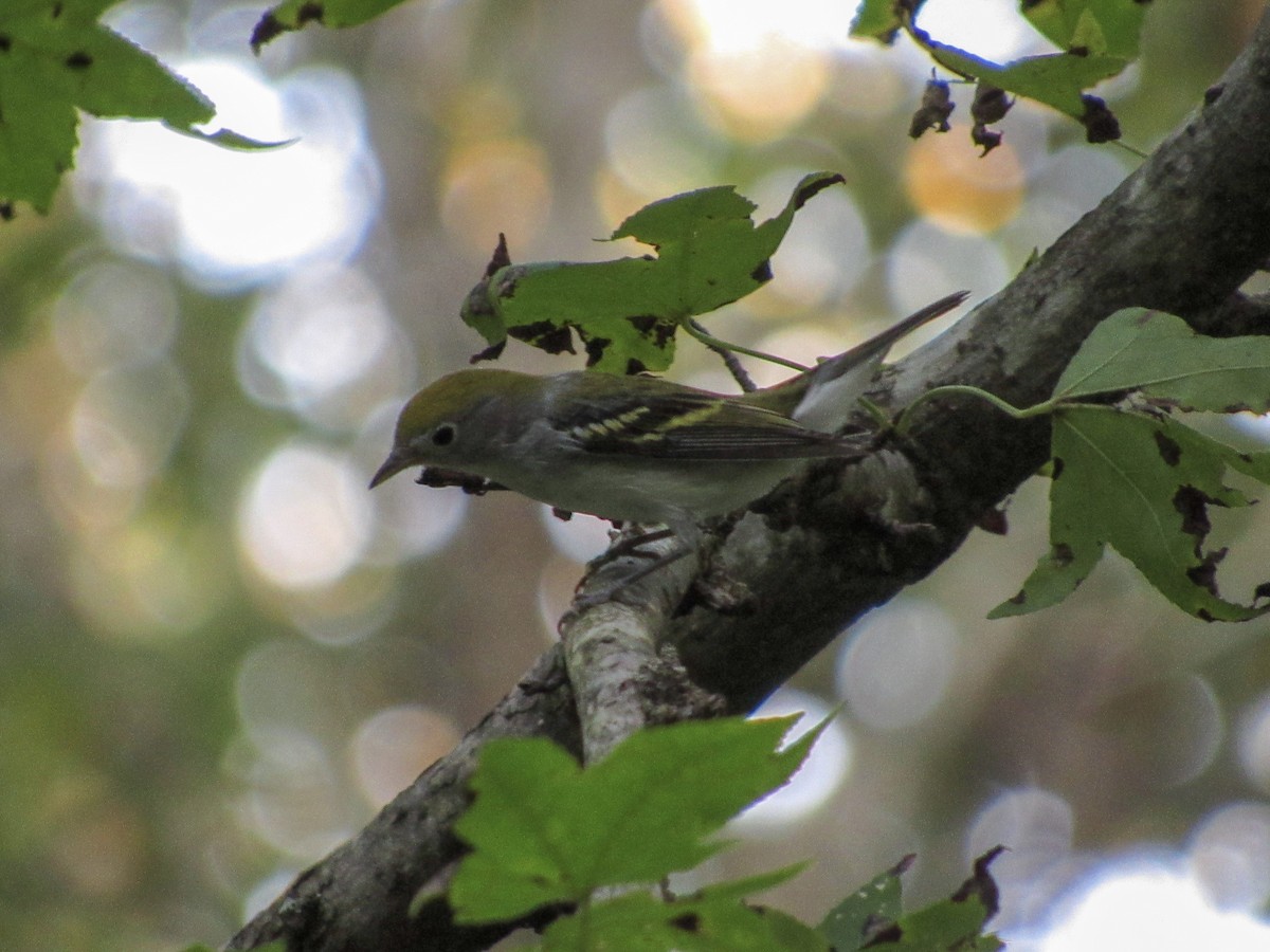 Chestnut-sided Warbler - Tory Pegg