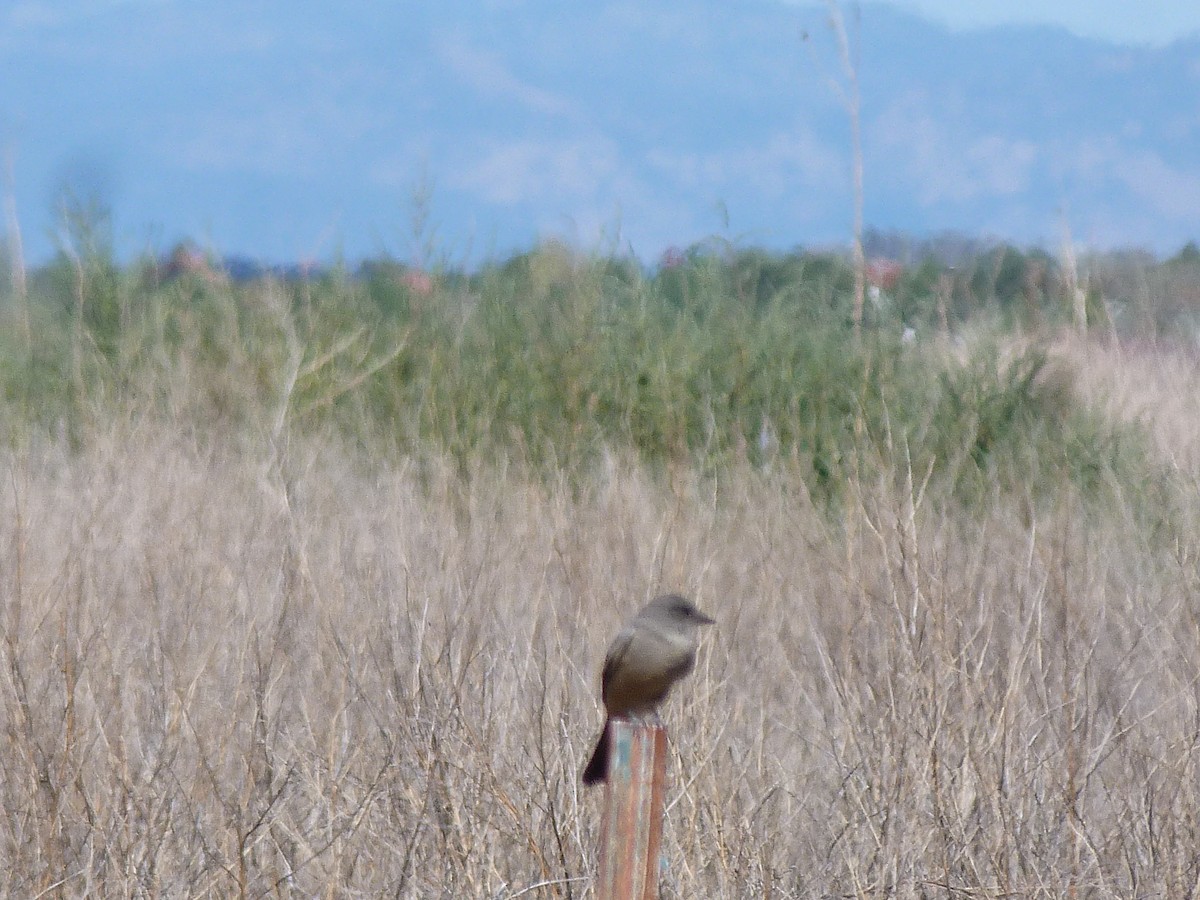 Say's Phoebe - ML115986471