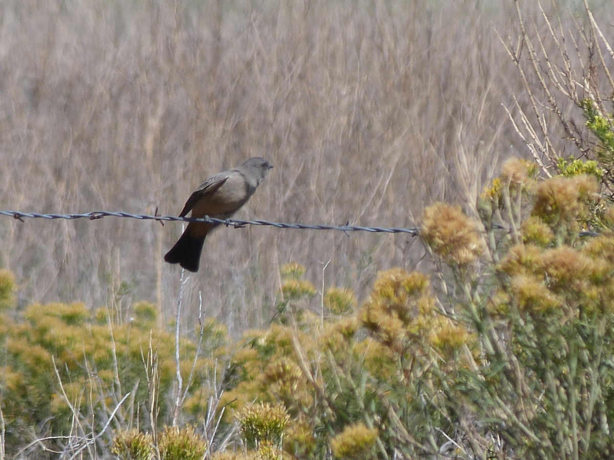 Say's Phoebe - ML115986481