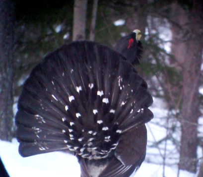 Western Capercaillie - ML115987531