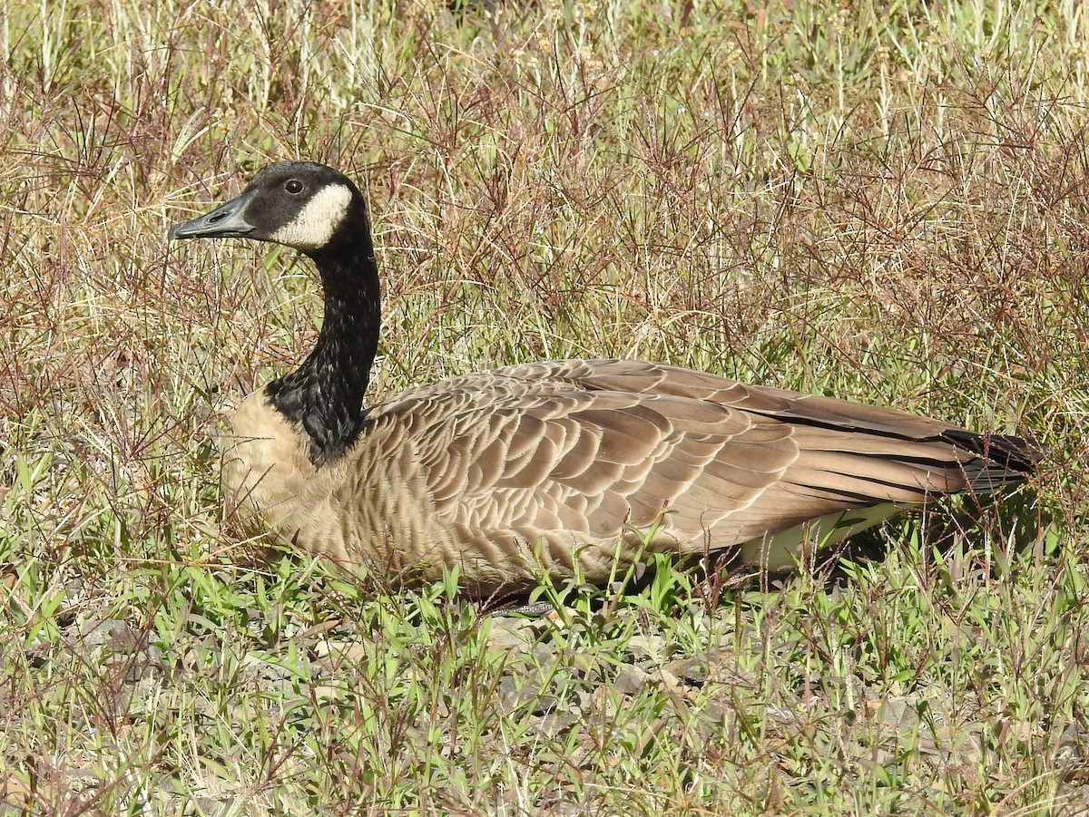 Canada Goose - ML115987731