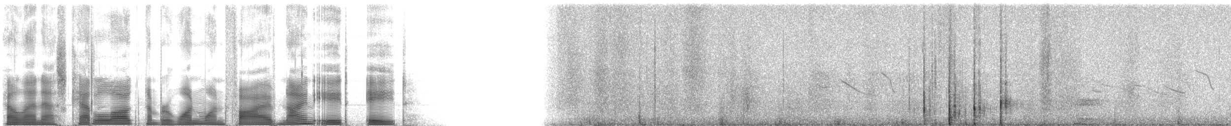 Ornate Tinamou - ML115988