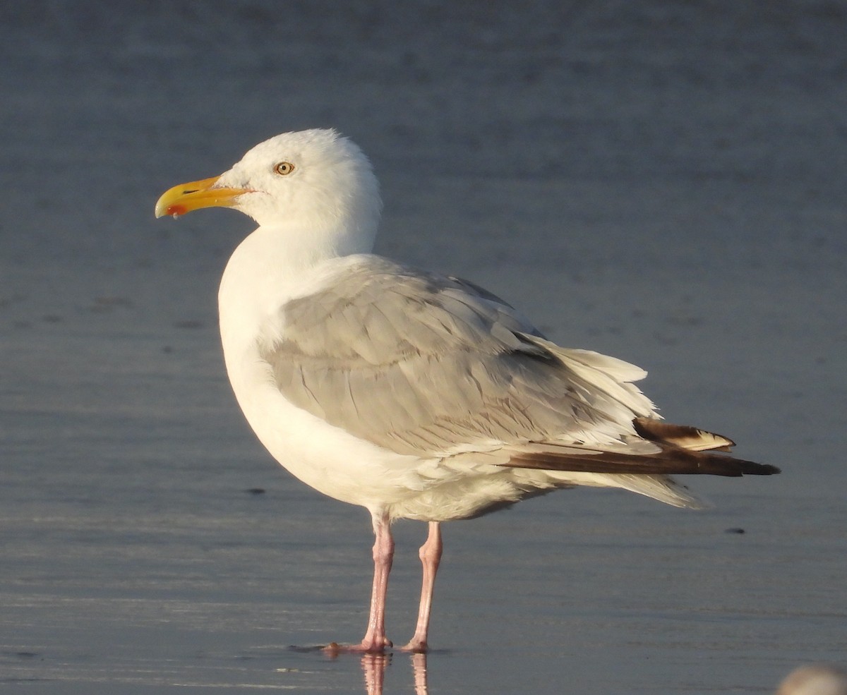 Herring Gull (American) - Nick Mrvelj