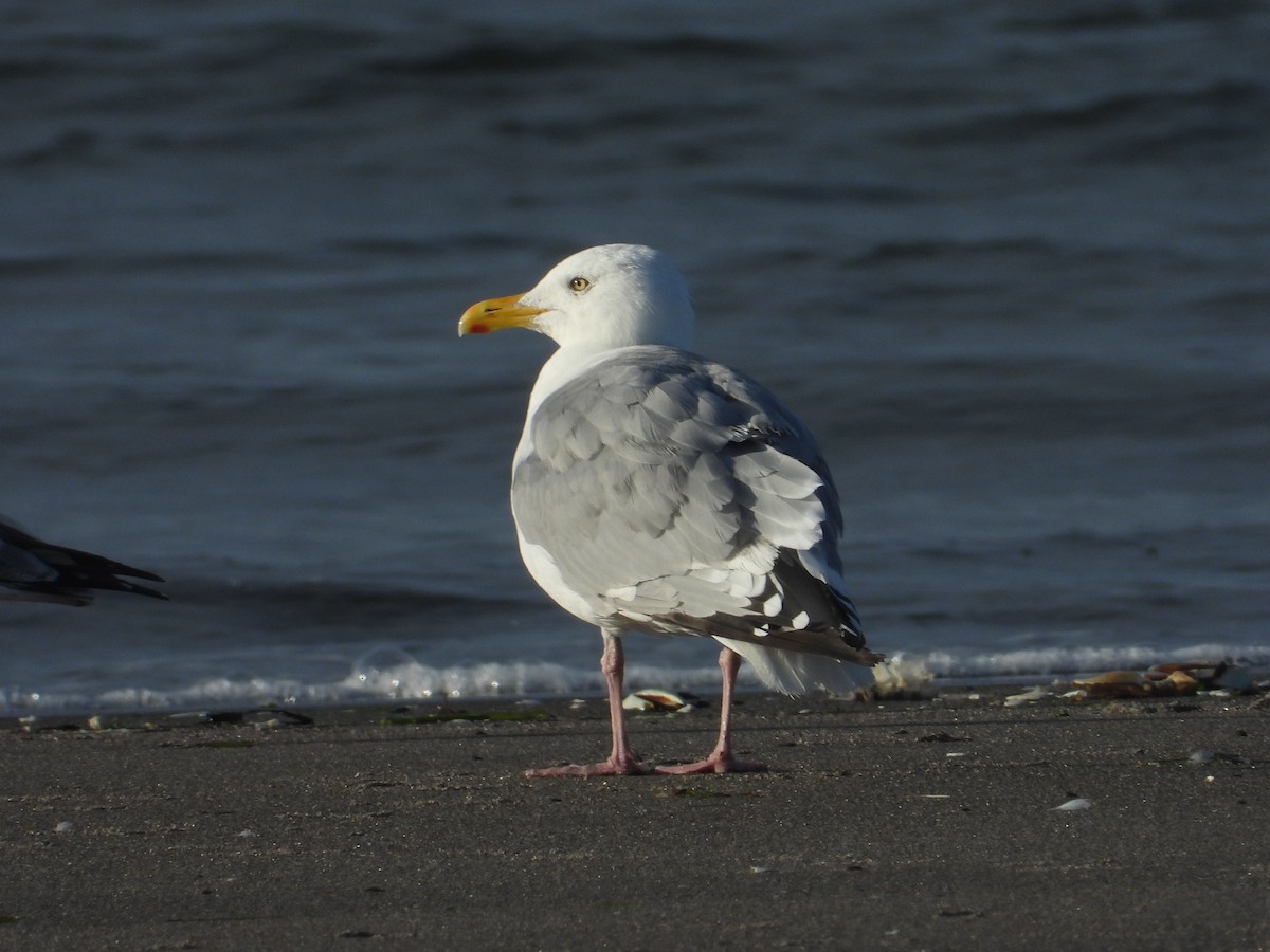 Herring Gull (American) - Nick Mrvelj