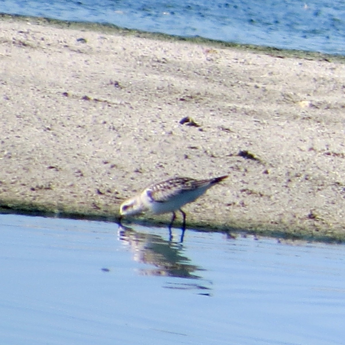 Sanderling - Bill Lisowsky