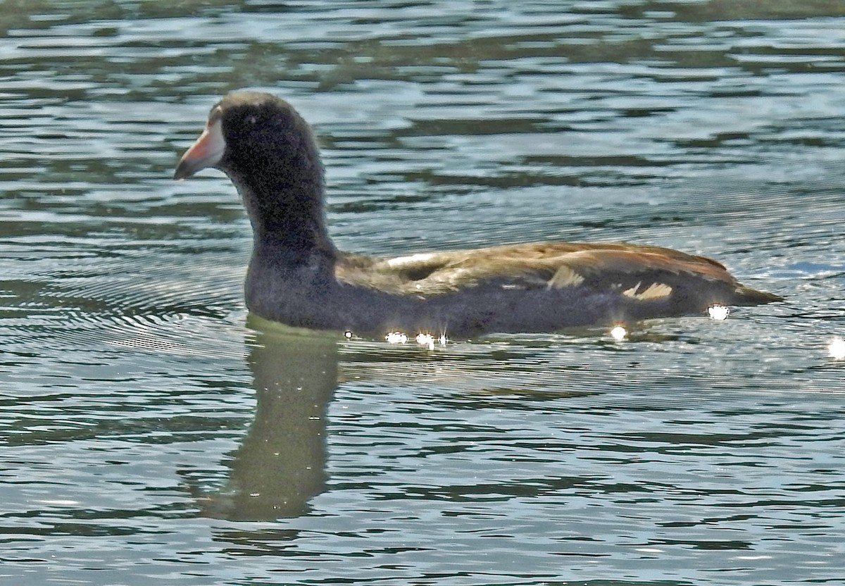 Foulque d'Amérique - ML115988381