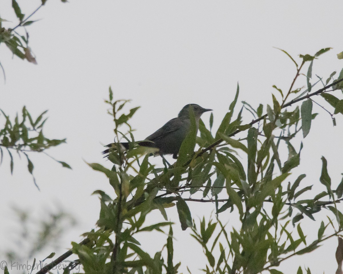 Gray Catbird - ML115989061