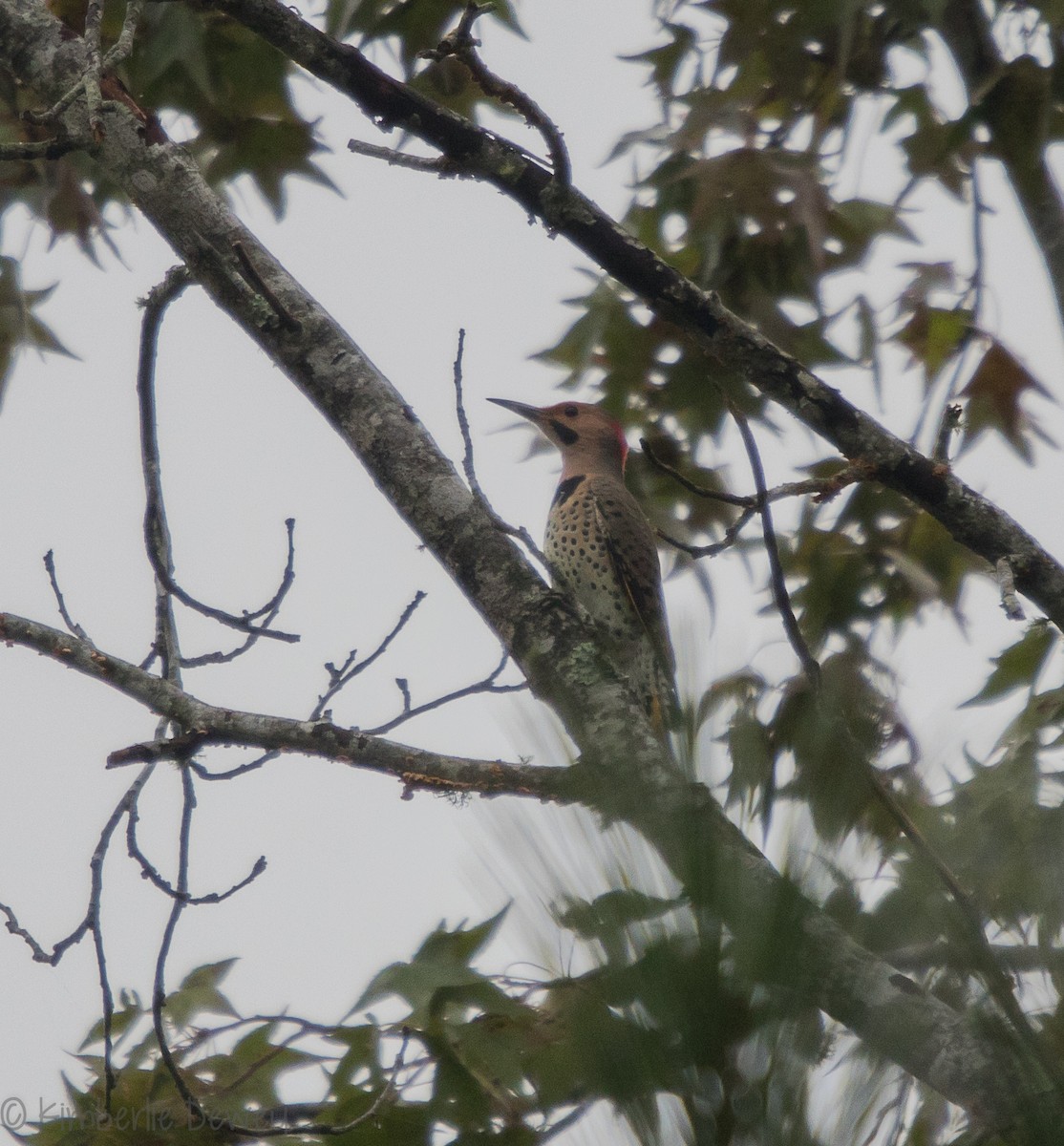 Northern Flicker - ML115989131