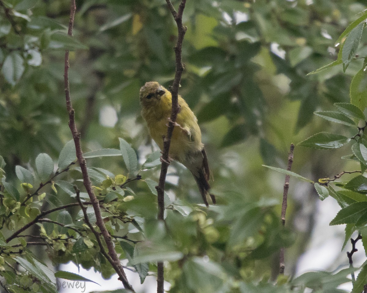 American Goldfinch - ML115989201