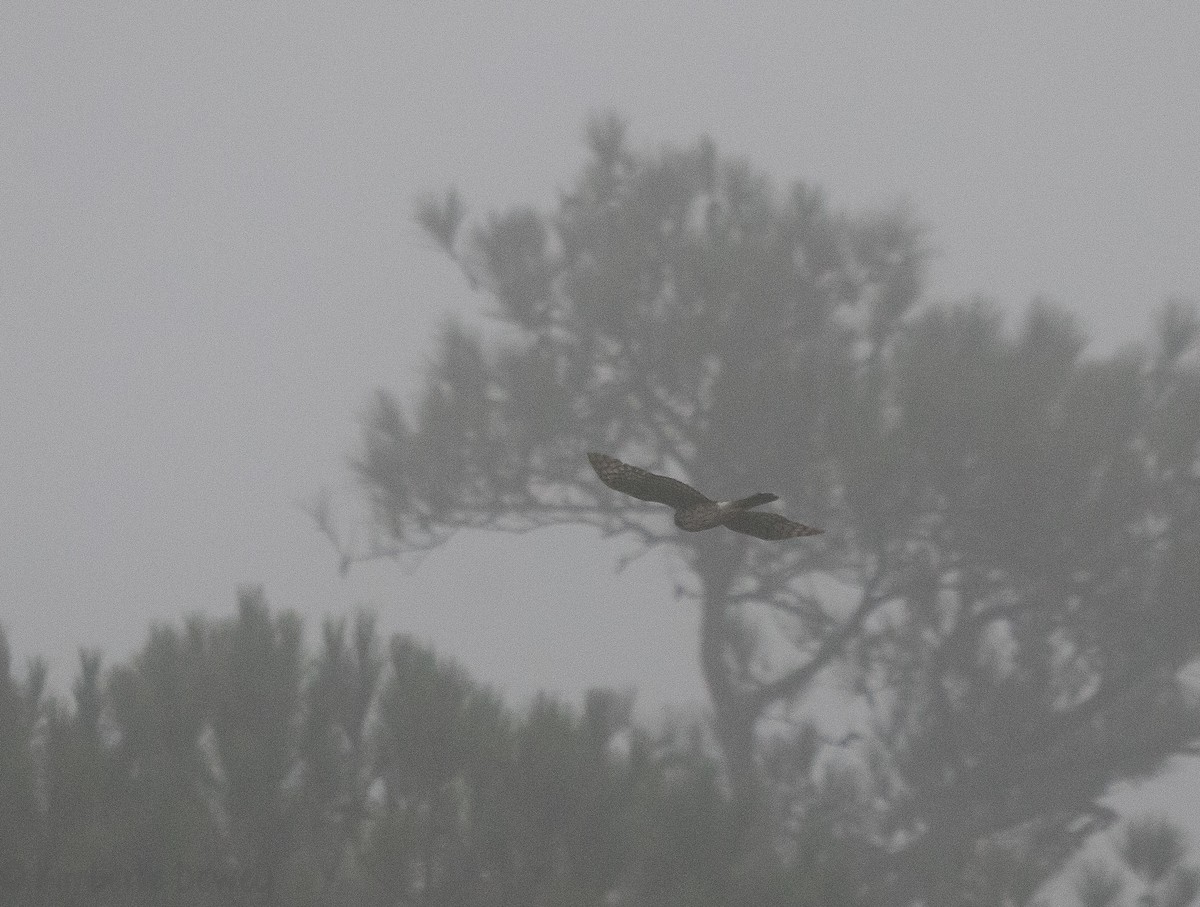 Cooper's Hawk - ML115989241