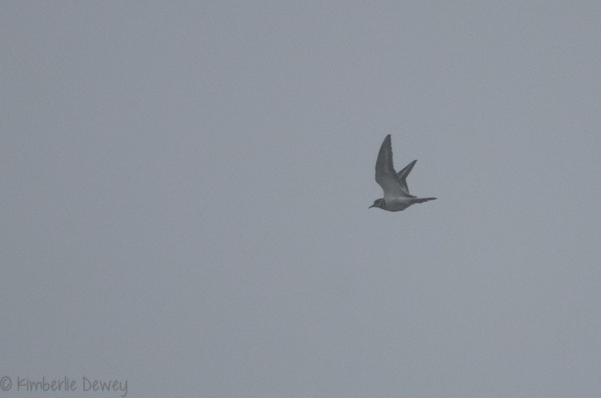 Killdeer - ML115989251