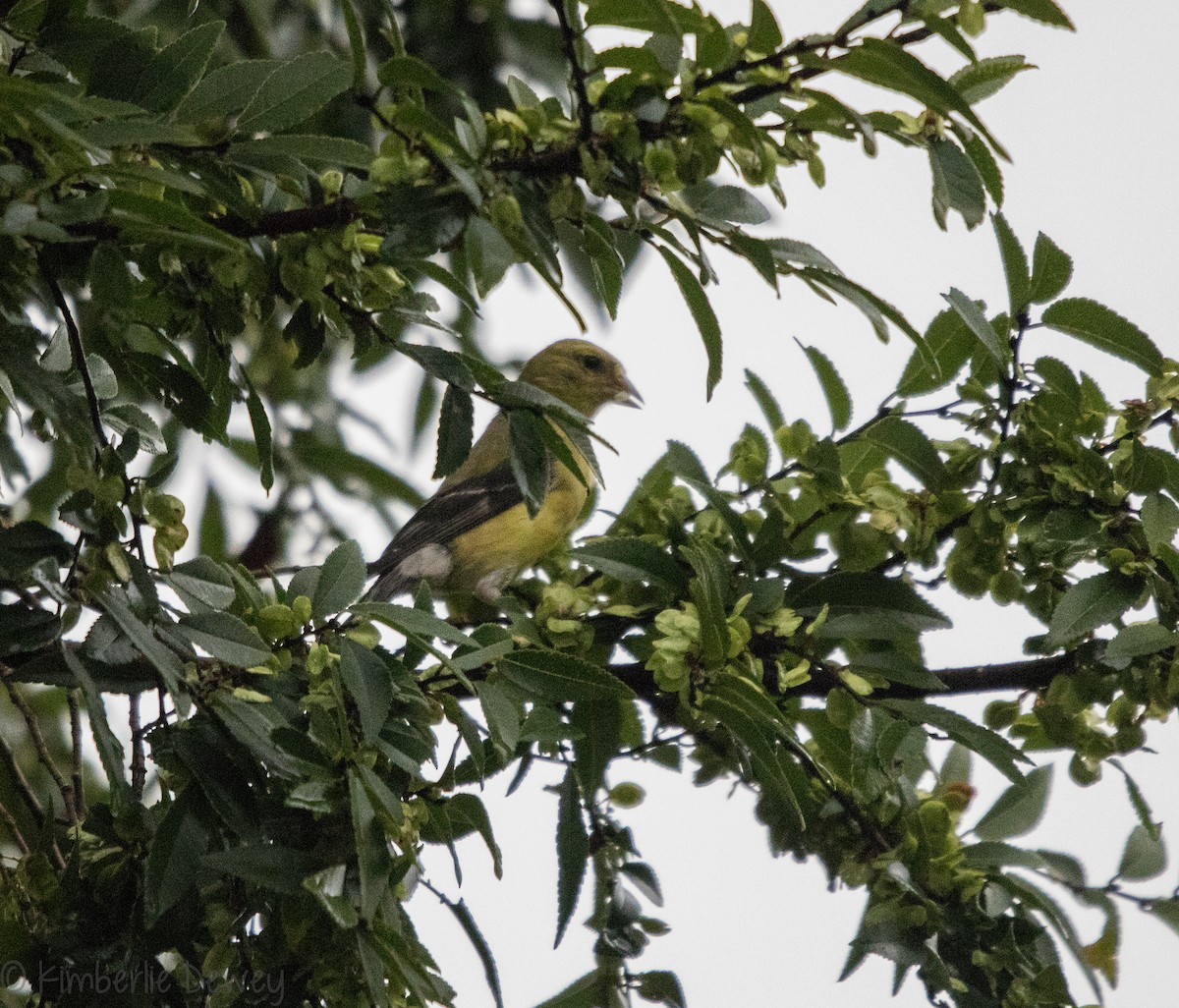 American Goldfinch - ML115989271
