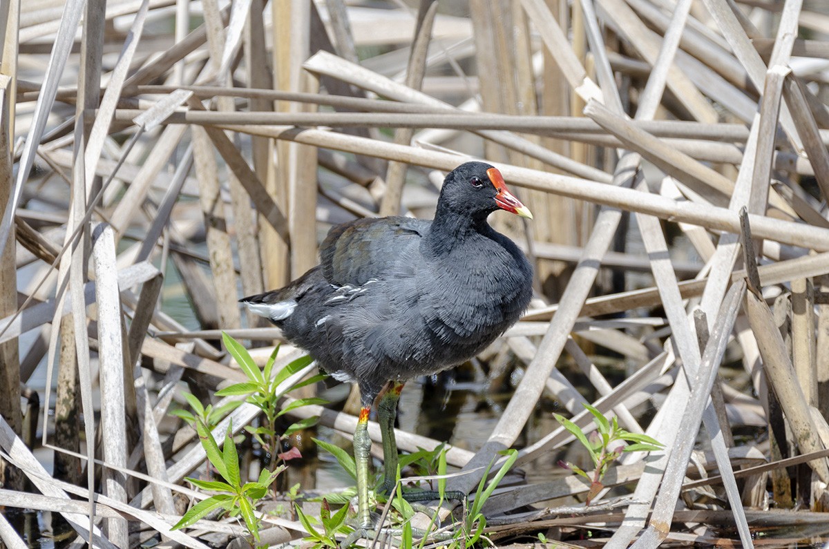 Gallinule d'Amérique - ML115989851