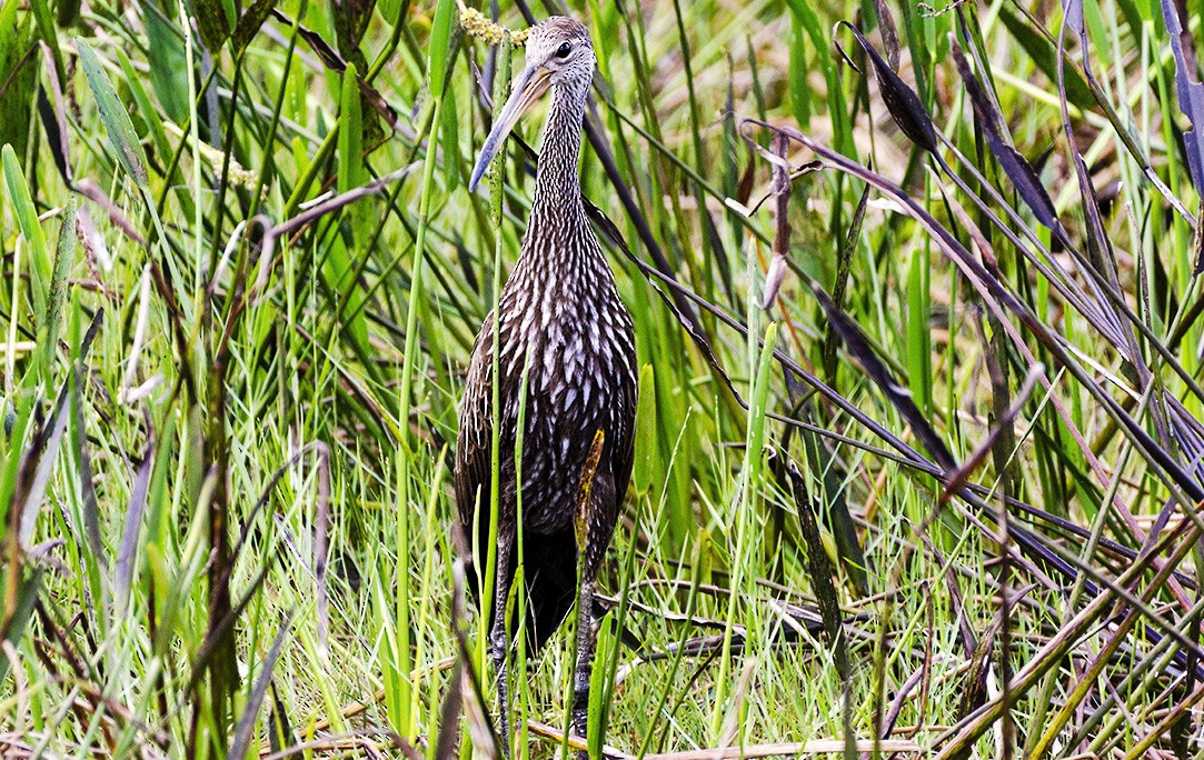 Limpkin - ML115989991