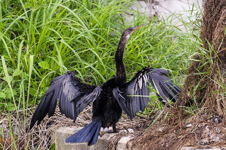 Amerika-Schlangenhalsvogel - ML115990051