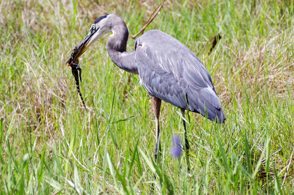 Great Blue Heron - ML115990121