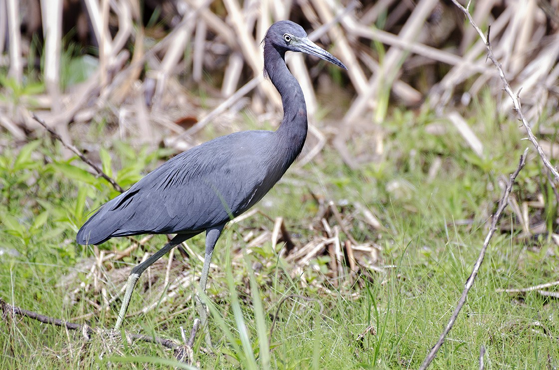 Little Blue Heron - ML115990461