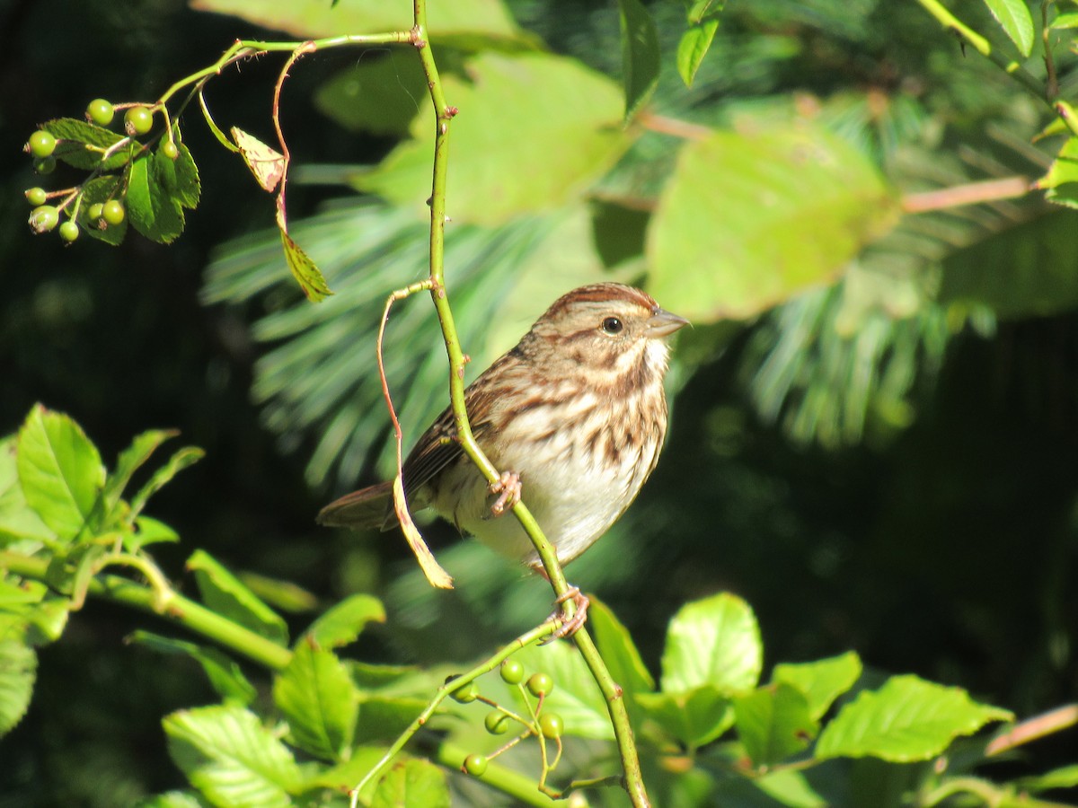 Song Sparrow - ML115992001