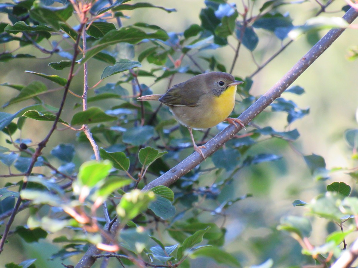 Common Yellowthroat - ML115992041