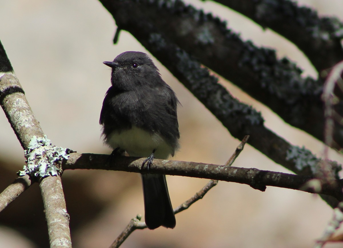 Black Phoebe - Keith Maley