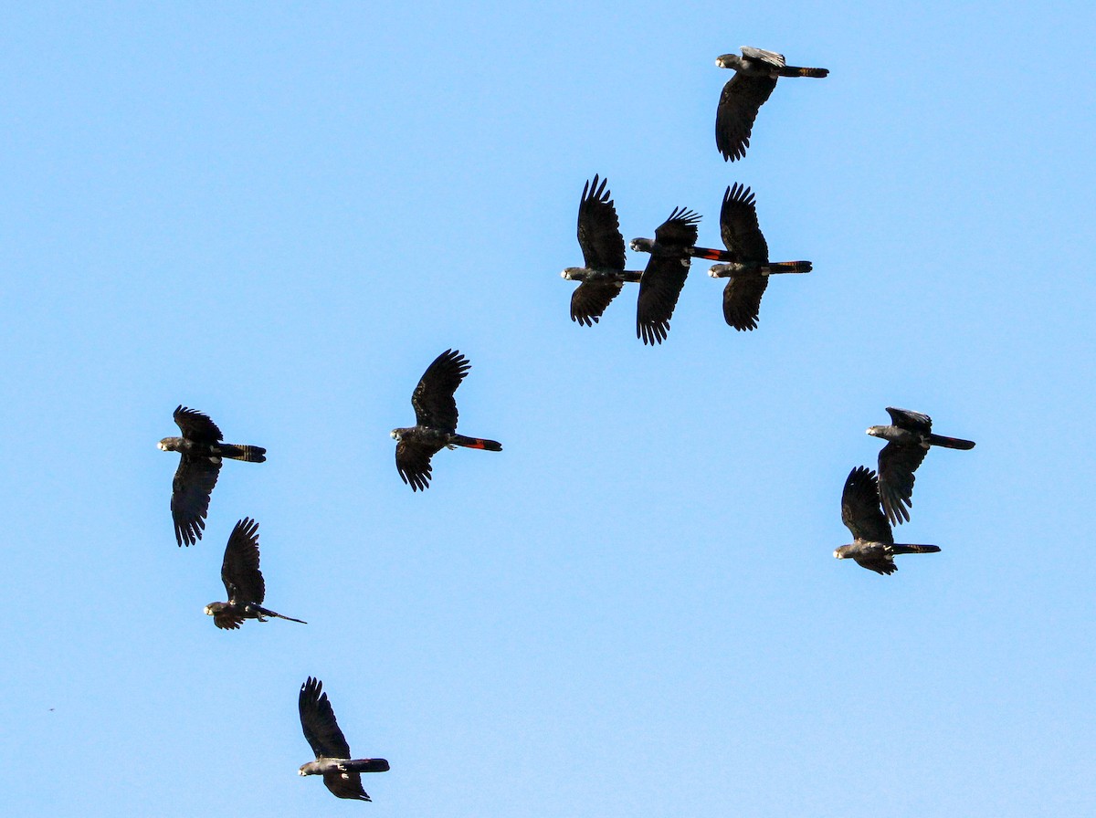 Red-tailed Black-Cockatoo - ML115992231