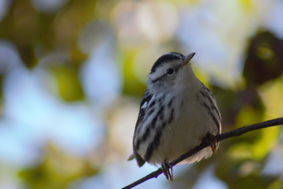 Black-and-white Warbler - Jean-Pierre Barry