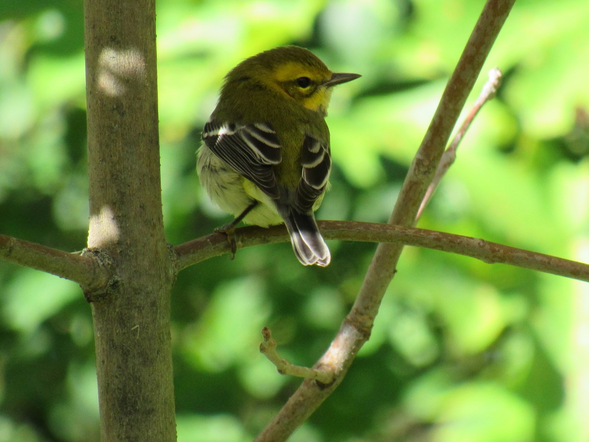 Grünmantel-Waldsänger - ML115992871