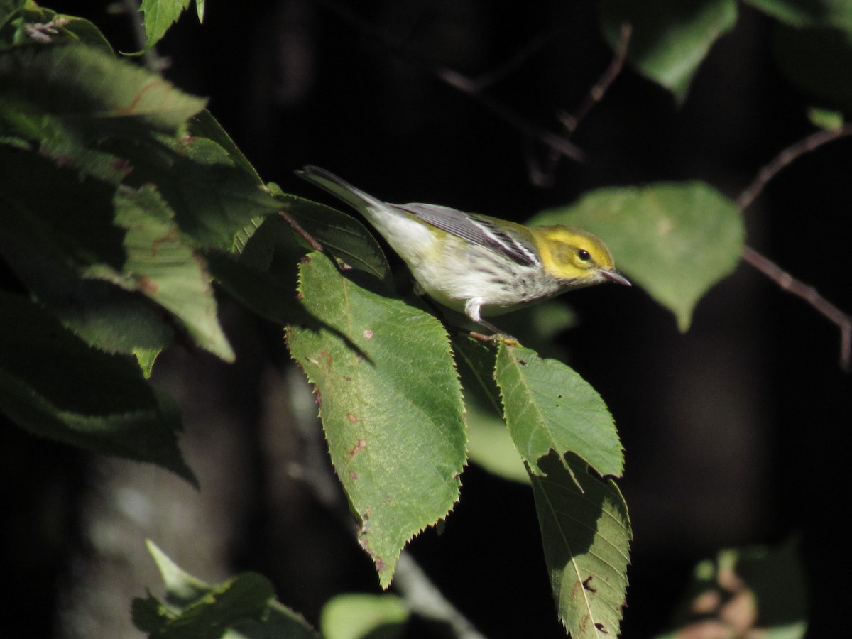 Grünmantel-Waldsänger - ML115993001