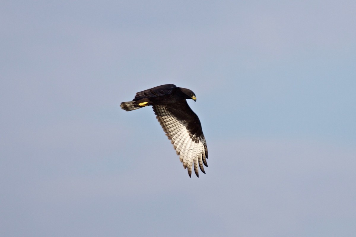 Zone-tailed Hawk - Ben Hulsey