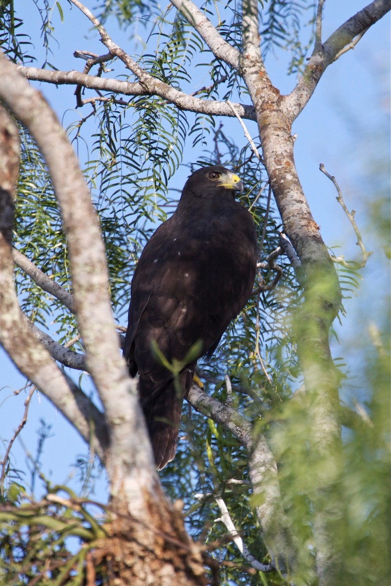 Zone-tailed Hawk - ML115994771