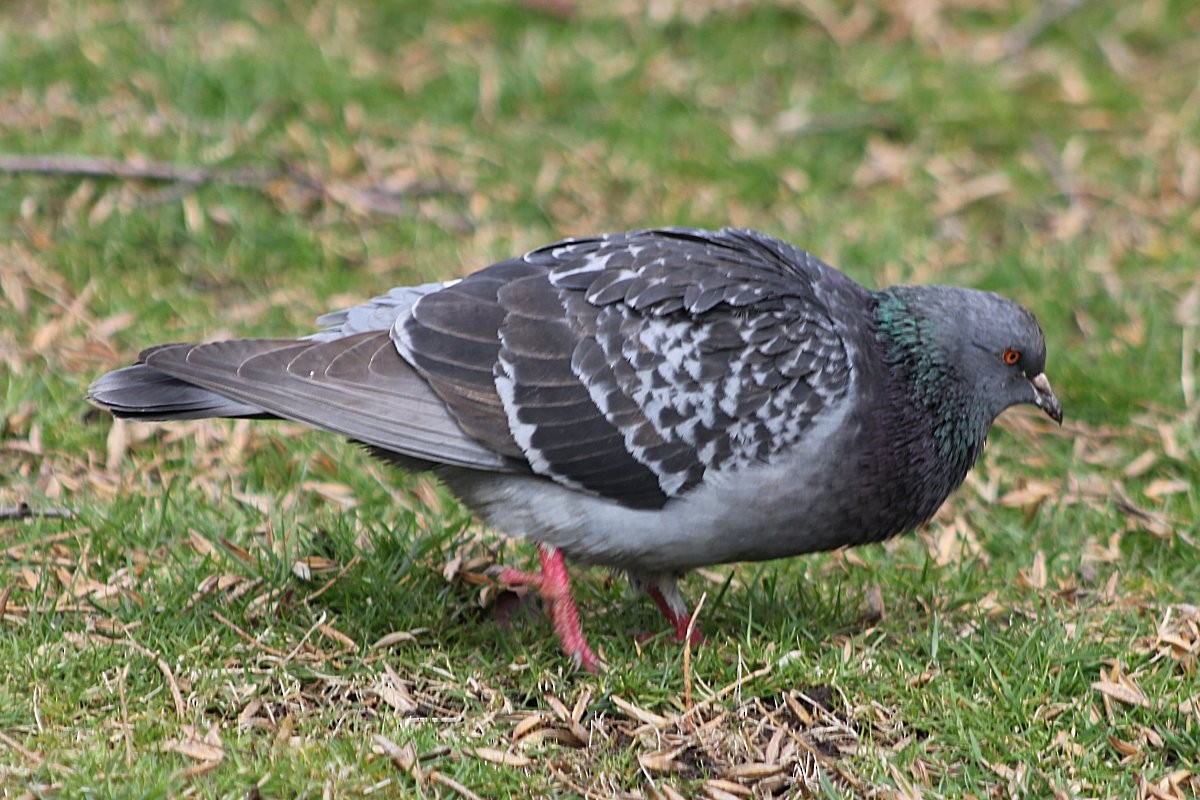 Rock Pigeon (Feral Pigeon) - Robert Keereweer