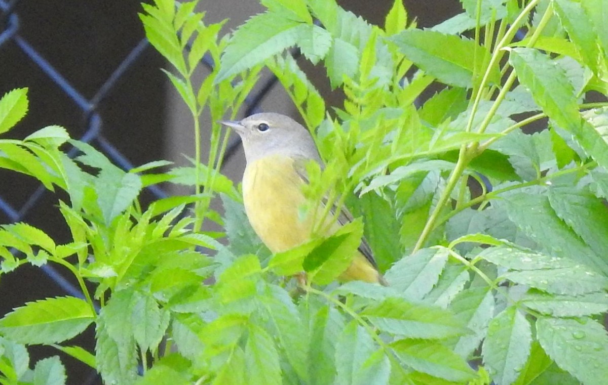 Orange-crowned Warbler (Gray-headed) - ML115996971