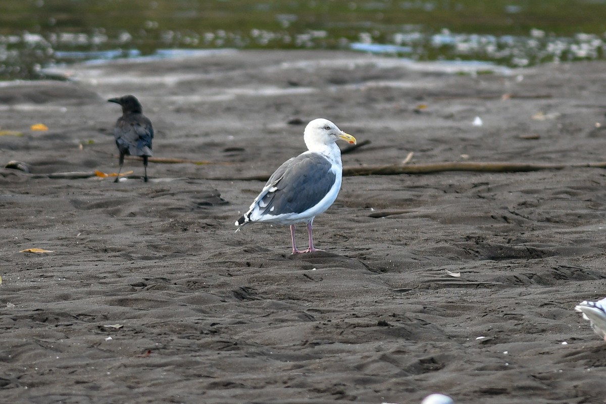 Slaty-backed Gull - ML115997191