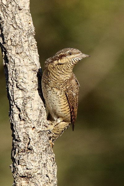 Eurasian Wryneck - ML115997341