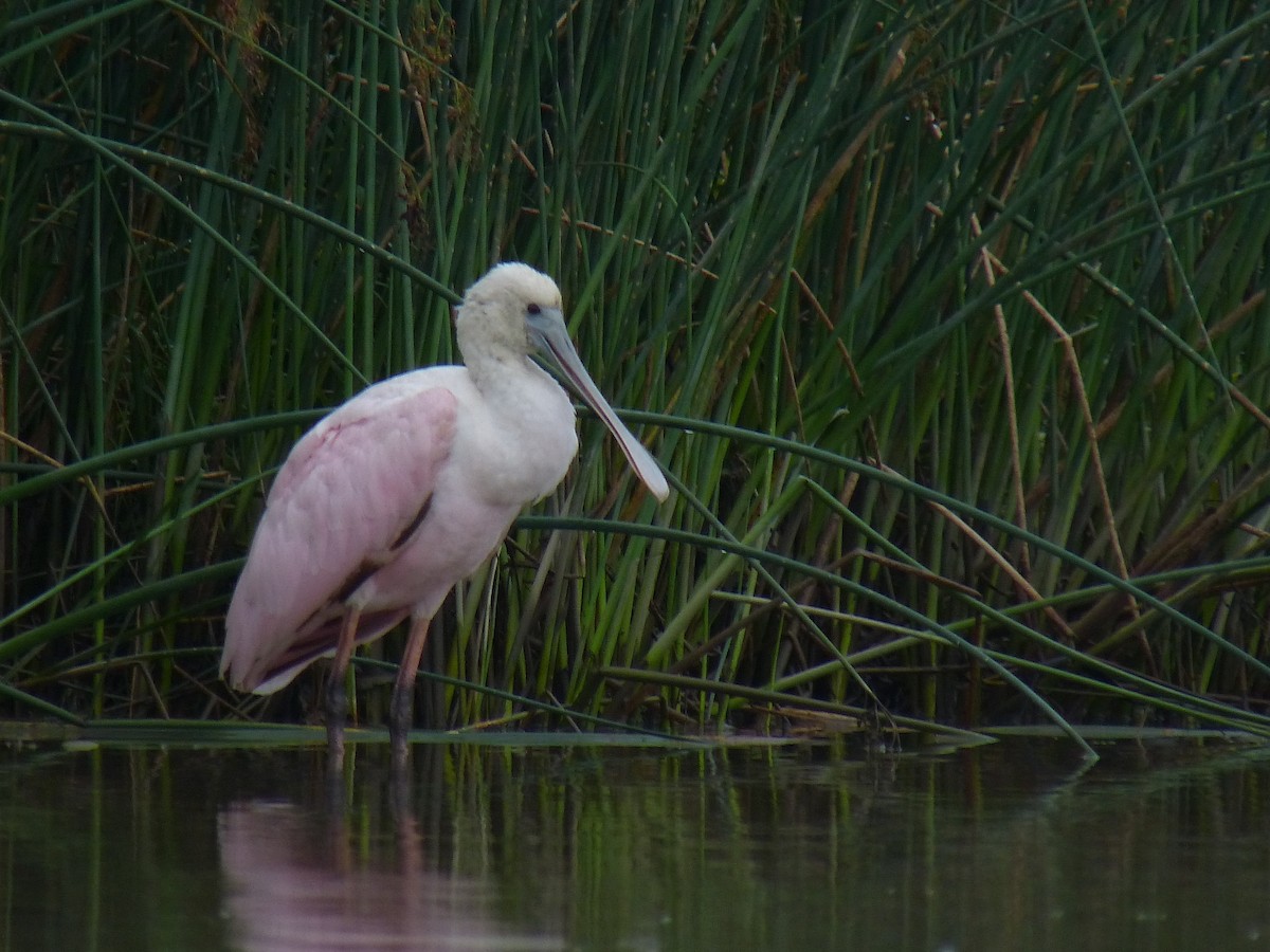 Roseate Spoonbill - Mike Epler