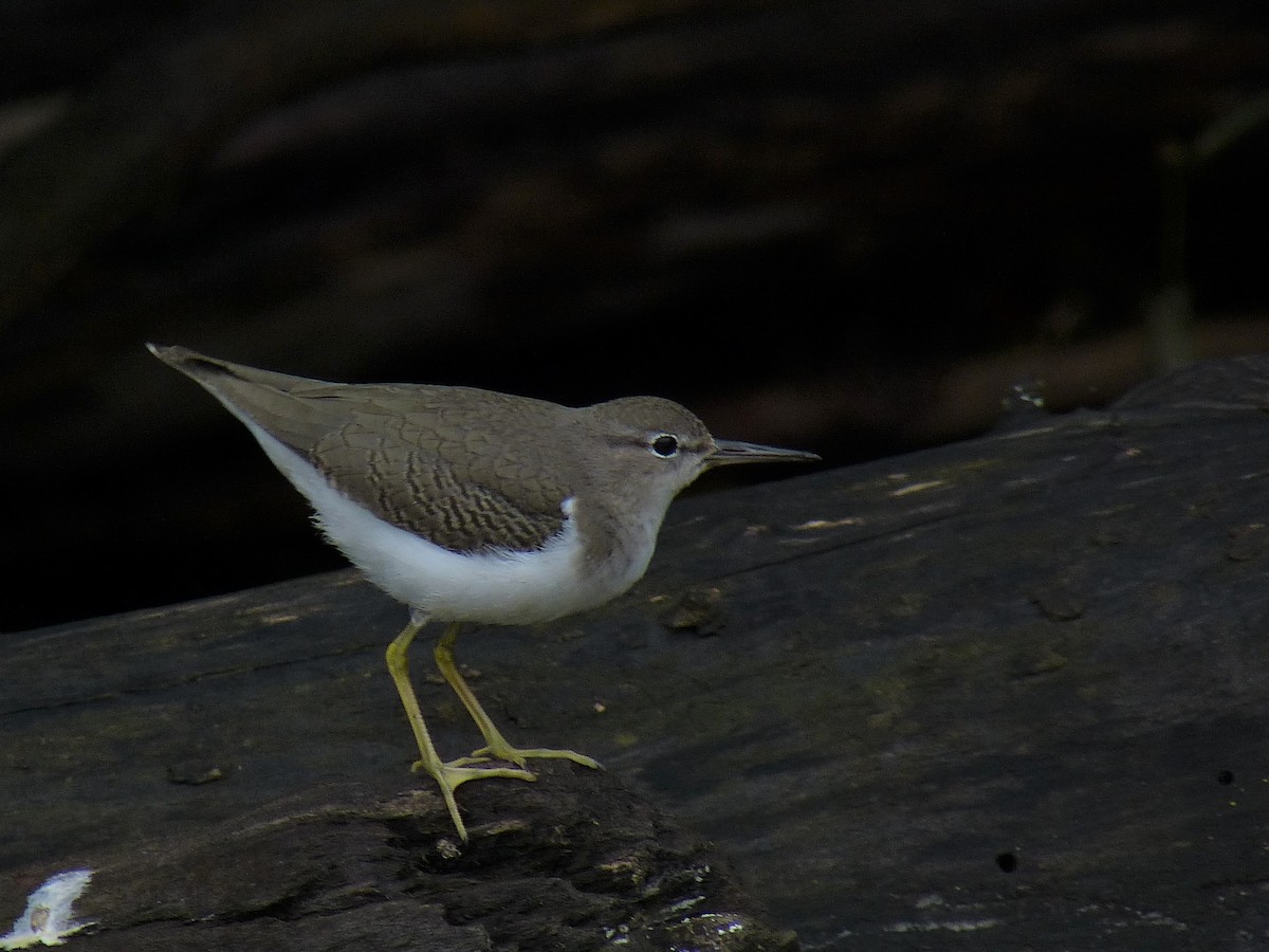 Spotted Sandpiper - Mike Epler