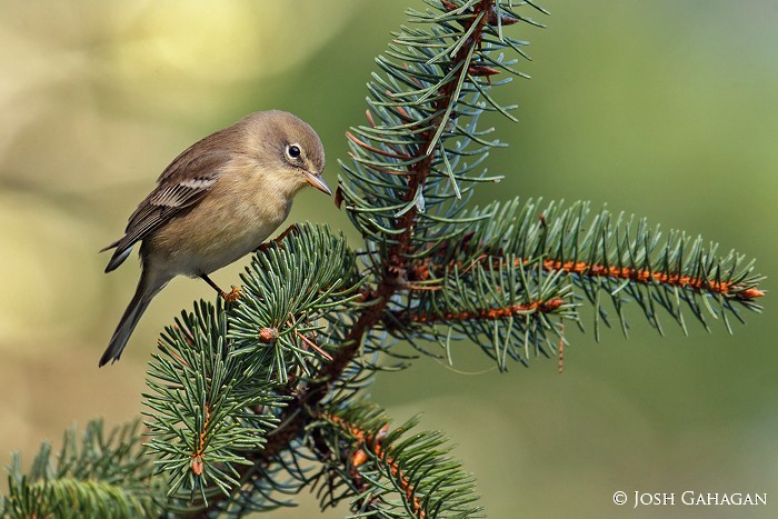 Pine Warbler - Josh Gahagan