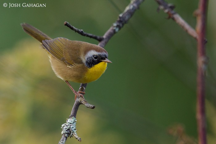 Common Yellowthroat - ML115998791