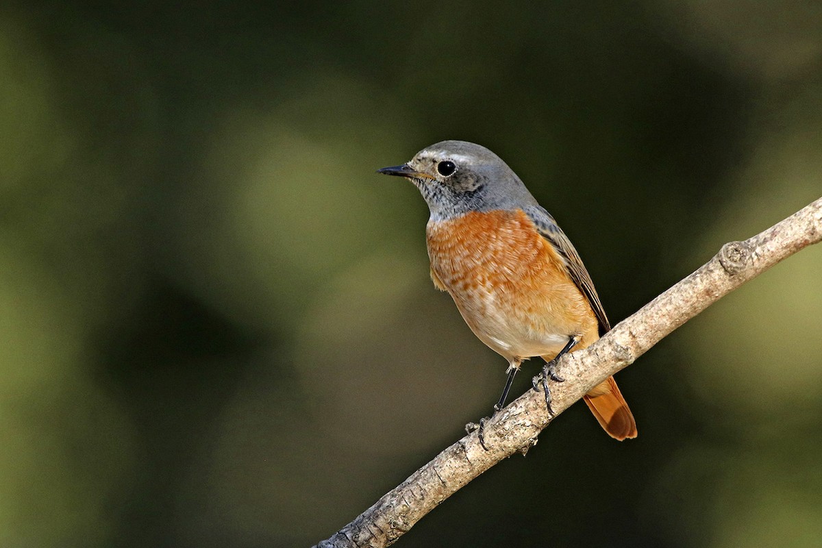 Common Redstart - Francisco Barroqueiro