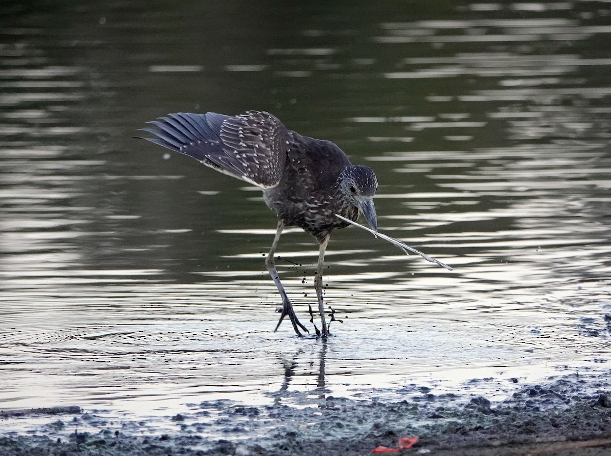 Yellow-crowned Night Heron - ML116000201