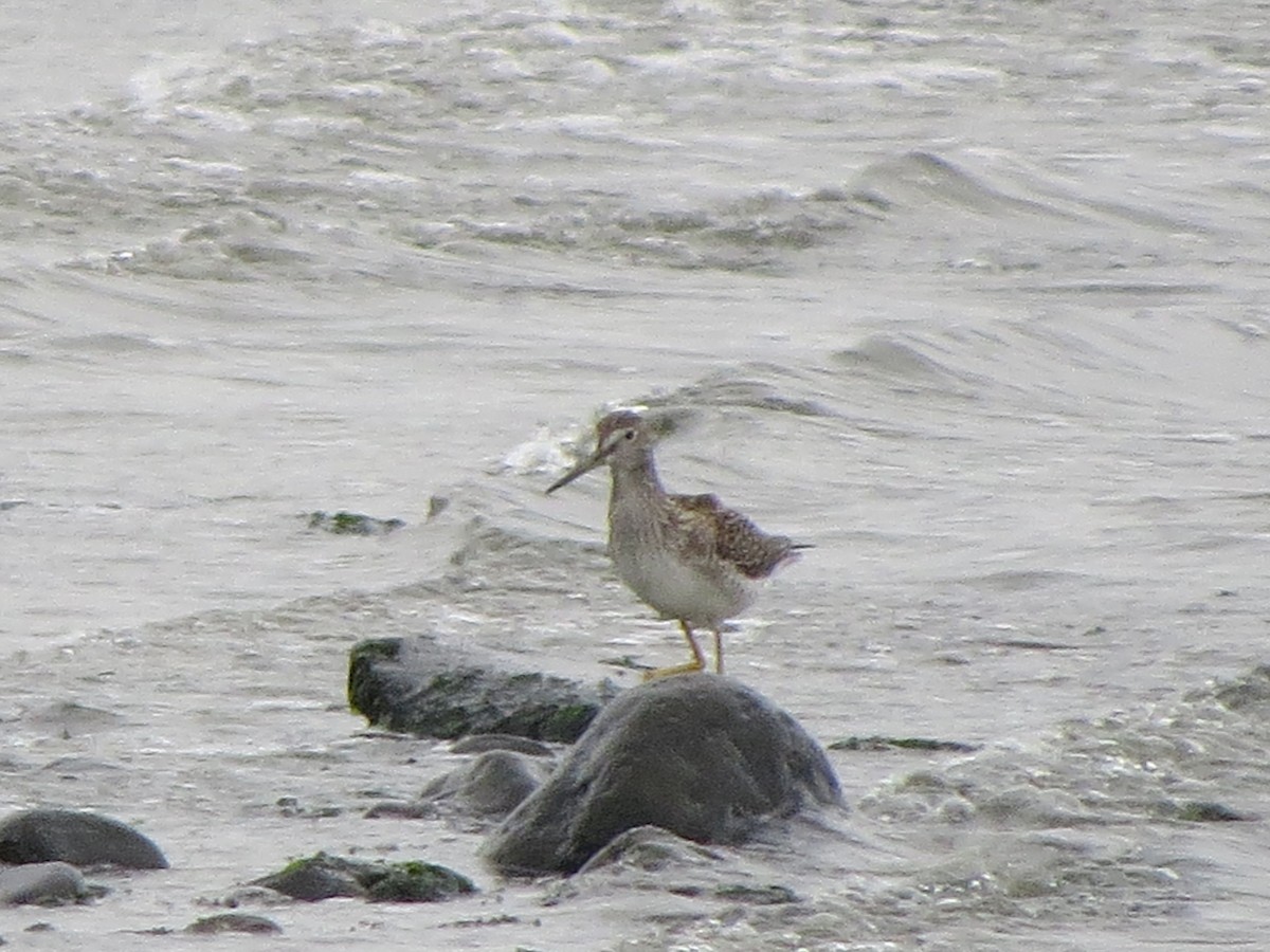Greater Yellowlegs - ML116003251