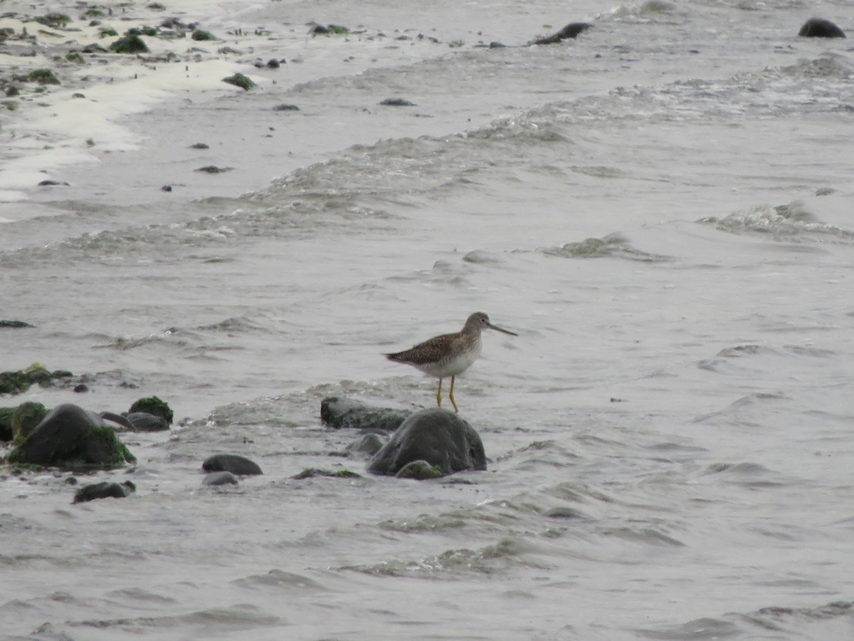 Greater Yellowlegs - ML116003261