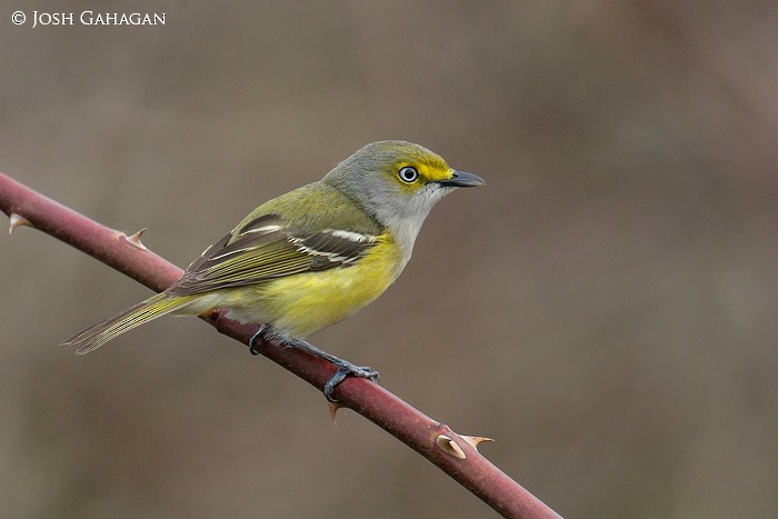 White-eyed Vireo - ML116003421